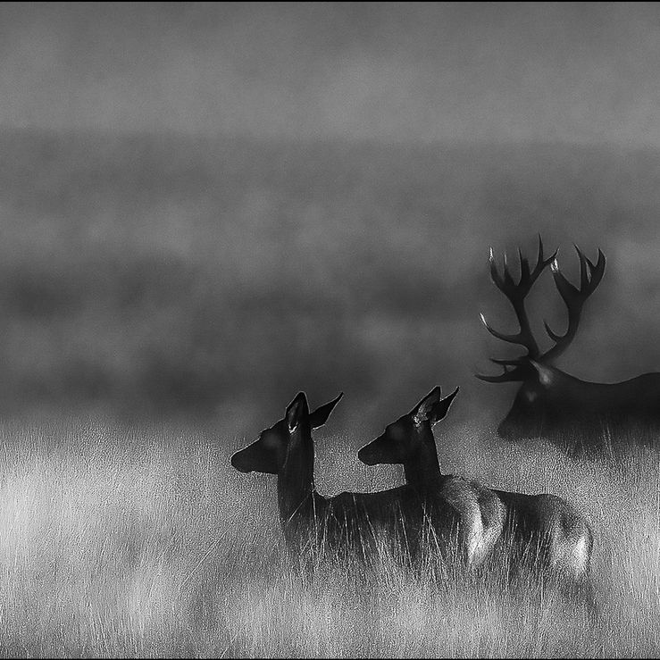 Three deer in fog